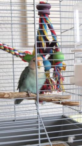 Ik heb een nieuwe vriend! Mijn eigen lovebird... 19 lovebird Ik heb een nieuwe vriend! Mijn eigen lovebird...