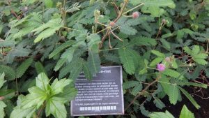 hortus kruidje roer me niet