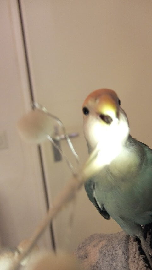 Keek op de Week 11- Kerst, Kerstshow en Kerstoutfit 40 Keek op de Week 11- Kerst, Kerstshow en Kerstoutfit 39 keek Keek op de Week 11- Kerst, Kerstshow en Kerstoutfit