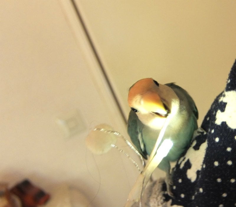 Keek op de Week 11- Kerst, Kerstshow en Kerstoutfit 38 Keek op de Week 11- Kerst, Kerstshow en Kerstoutfit 37 keek Keek op de Week 11- Kerst, Kerstshow en Kerstoutfit