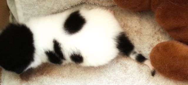 kitten wit zwart
