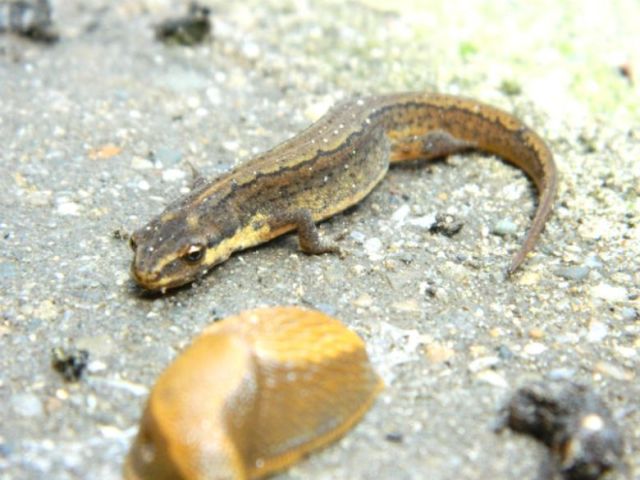 slak en salamander