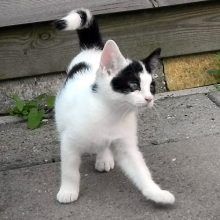 KeeK op de week 31- Koddige Kitten Kiekjes 12 kittens KeeK op de week 31- Koddige Kitten Kiekjes