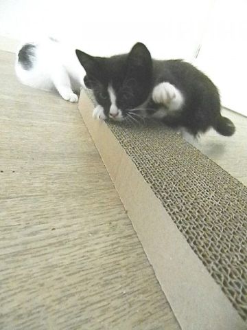 KeeK op de week 29- Marie is een Mario and Me in een oude Mini (Jurk) 27 marie en toulouse KeeK op de week 29- Marie is een Mario and Me in een oude Mini (Jurk)