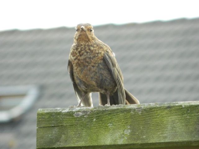 KeeK op de Week 30- Break out kittens, BBB pimpen en een Brutale vogel 16 kittens KeeK op de Week 30- Break out kittens, BBB pimpen en een Brutale vogel