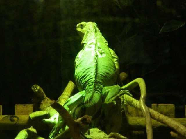 KeeK op de Week 40- Beestenboel 36 lizard