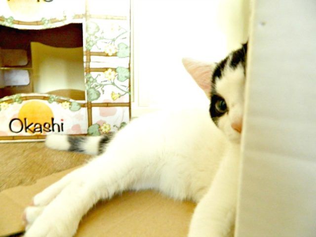 KeeK op de Week 41- Body Shop, Budget en een Buitenhuis 9 body shop KeeK op de Week 41- Body Shop, Budget en een Buitenhuis