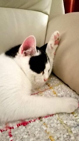 KeeK op de Week 45- Korte KeeK- Schoonmoeder ziek... 7 marie-slaapt-met-poot-onder-haar-hoofd