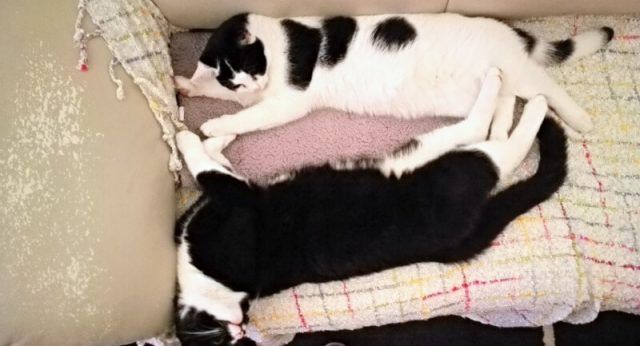 KeeK op de Week 51- In je onderbroek in de Kou, Kerst-nagels en Katten- Kiekjes... 15 kerst KeeK op de Week 51- In je onderbroek in de Kou, Kerst-nagels en Katten- Kiekjes...