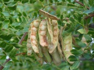 Caesalpinia spinosa seeds