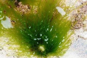 Enteromorpha compressa seaweed