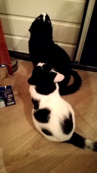 wachten tot de deur open gaat