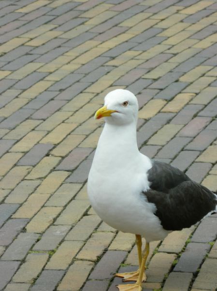 meeuw 3