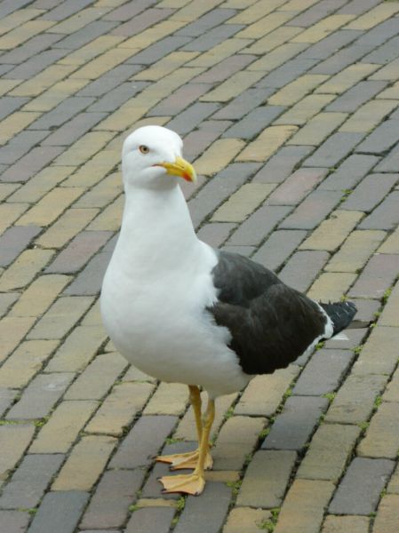 meeuw 4
