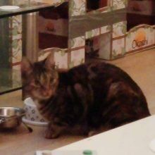 dief kat