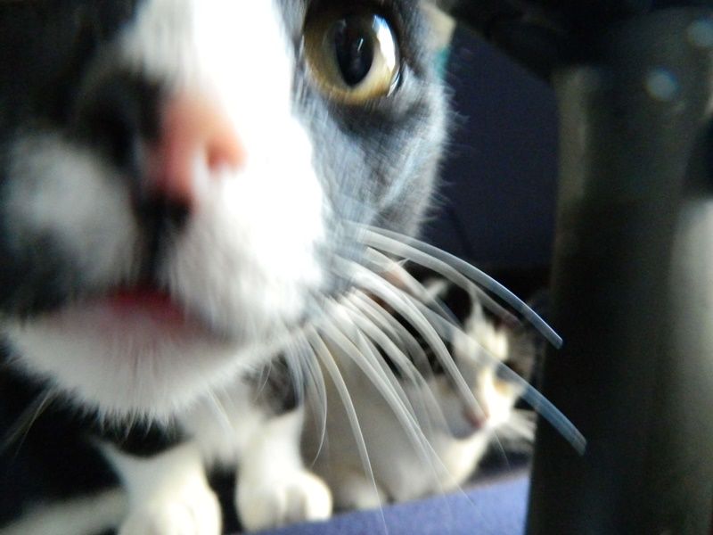 KeeK op de WeeK 37- Uit de oude doos, Budget, Katjes & Calorieën 12 toulouse en marie photobomb