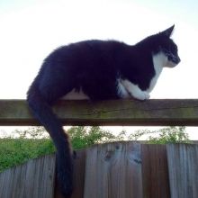 KeeK op de WeeK 19- Morfine, Sneaky en Schutting (taal) 5 toulouse (8)