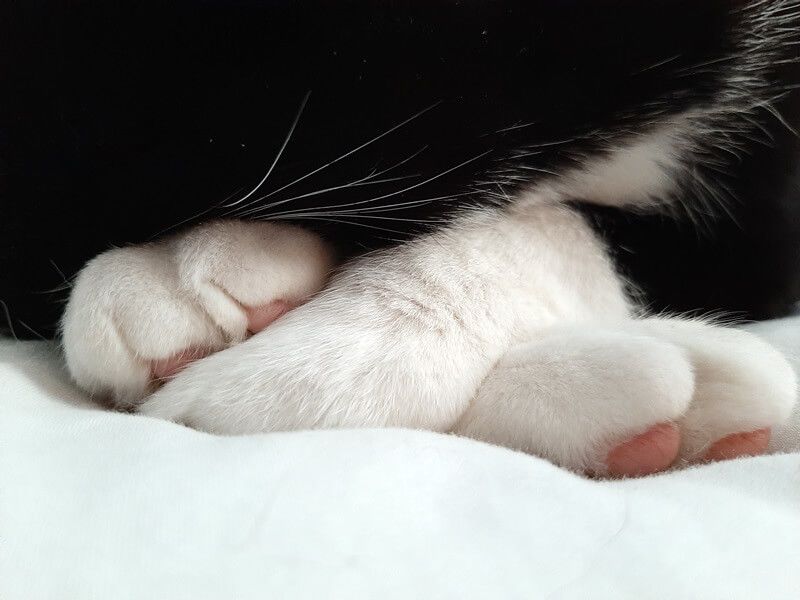 KeeK op de WeeK 33- Dierenarts, ShakShuka & Babs Ross 39 dierenarts tiel KeeK op de WeeK 33- Dierenarts, ShakShuka & Babs Ross