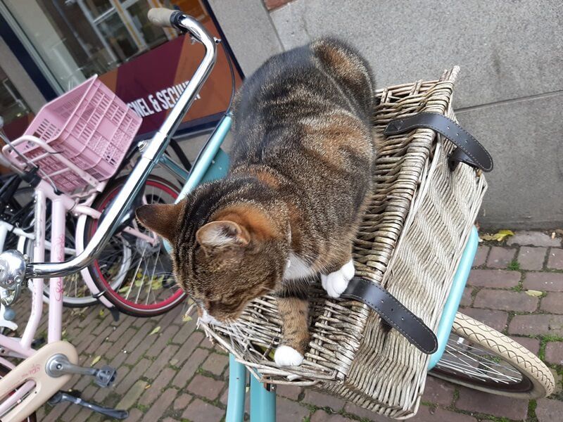 KeeK op de WeeK 43- Kat in de Stad & Chagrijnig van de Griep 14 KeeK op de WeeK 43- Kat in de Stad & Chagrijnig van de Griep 13 kat KeeK op de WeeK 43- Kat in de Stad & Chagrijnig van de Griep