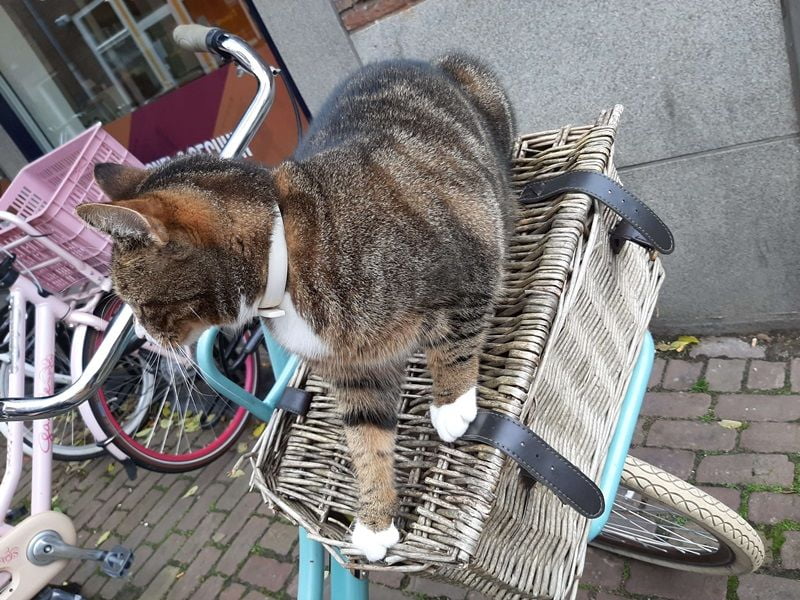 KeeK op de WeeK 43- Kat in de Stad & Chagrijnig van de Griep 12 KeeK op de WeeK 43- Kat in de Stad & Chagrijnig van de Griep 11 kat KeeK op de WeeK 43- Kat in de Stad & Chagrijnig van de Griep