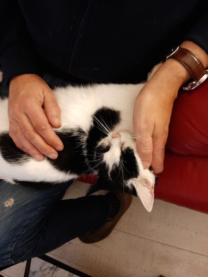 KeeK op de WeeK 43- Kat in de Stad & Chagrijnig van de Griep 22 KeeK op de WeeK 43- Kat in de Stad & Chagrijnig van de Griep 21 kat KeeK op de WeeK 43- Kat in de Stad & Chagrijnig van de Griep