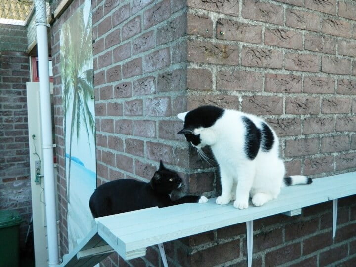 KeeK op de WeeK 41- Kitten Piet, Broccolisoep en Kinderspelletjes.... 17 kitten KeeK op de WeeK 41- Kitten Piet, Broccolisoep en Kinderspelletjes....