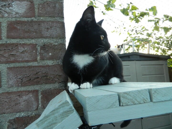KeeK op de WeeK 41- Kitten Piet, Broccolisoep en Kinderspelletjes.... 13 kitten KeeK op de WeeK 41- Kitten Piet, Broccolisoep en Kinderspelletjes....