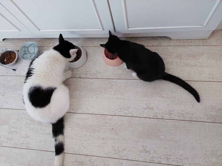 KeeK op de WeeK 41- Kitten Piet, Broccolisoep en Kinderspelletjes.... 9 kitten KeeK op de WeeK 41- Kitten Piet, Broccolisoep en Kinderspelletjes....