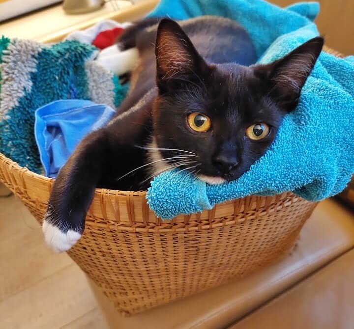 Wij hebben een Kitten erbij! Mag ik aan jullie voorstellen.... 35 Wij hebben een Kitten erbij! Mag ik aan jullie voorstellen….