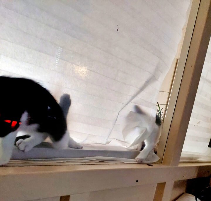 KeeK op de WeeK 43- Corona, Griep, Dierenarts en Stylisten aan het Werk voor een Nieuw Interieur! 24 KeeK op de WeeK 43- Corona, Griep, Dierenarts en Stylisten aan het Werk voor een Nieuw Interieur! 23 corona KeeK op de WeeK 43- Corona, Griep, Dierenarts en Stylisten aan het Werk voor een Nieuw Interieur!