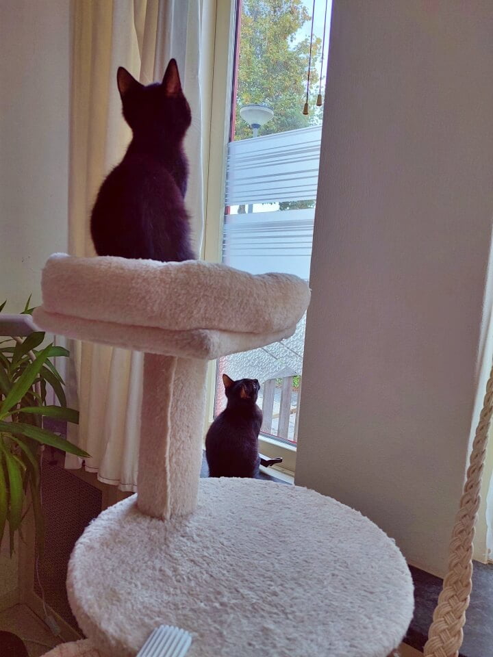 KeeK op de WeeK 43- Corona, Griep, Dierenarts en Stylisten aan het Werk voor een Nieuw Interieur! 42 KeeK op de WeeK 43- Corona, Griep, Dierenarts en Stylisten aan het Werk voor een Nieuw Interieur! 41 corona KeeK op de WeeK 43- Corona, Griep, Dierenarts en Stylisten aan het Werk voor een Nieuw Interieur!