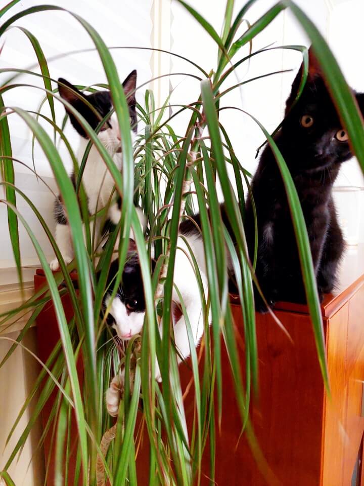 KeeK op de WeeK 43- Corona, Griep, Dierenarts en Stylisten aan het Werk voor een Nieuw Interieur! 18 KeeK op de WeeK 43- Corona, Griep, Dierenarts en Stylisten aan het Werk voor een Nieuw Interieur! 17 corona KeeK op de WeeK 43- Corona, Griep, Dierenarts en Stylisten aan het Werk voor een Nieuw Interieur!