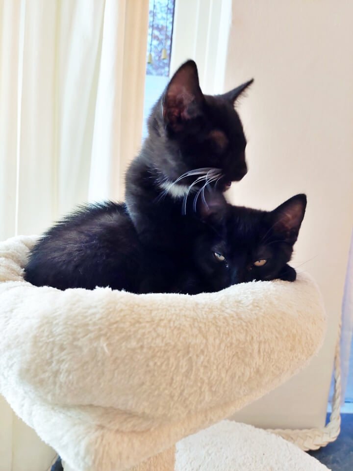 KeeK op de WeeK 43- Corona, Griep, Dierenarts en Stylisten aan het Werk voor een Nieuw Interieur! 40 KeeK op de WeeK 43- Corona, Griep, Dierenarts en Stylisten aan het Werk voor een Nieuw Interieur! 39 corona KeeK op de WeeK 43- Corona, Griep, Dierenarts en Stylisten aan het Werk voor een Nieuw Interieur!