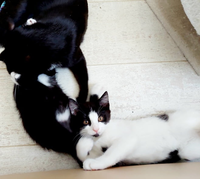 KeeK op de WeeK 43- Corona, Griep, Dierenarts en Stylisten aan het Werk voor een Nieuw Interieur! 50 KeeK op de WeeK 43- Corona, Griep, Dierenarts en Stylisten aan het Werk voor een Nieuw Interieur! 49 corona KeeK op de WeeK 43- Corona, Griep, Dierenarts en Stylisten aan het Werk voor een Nieuw Interieur!