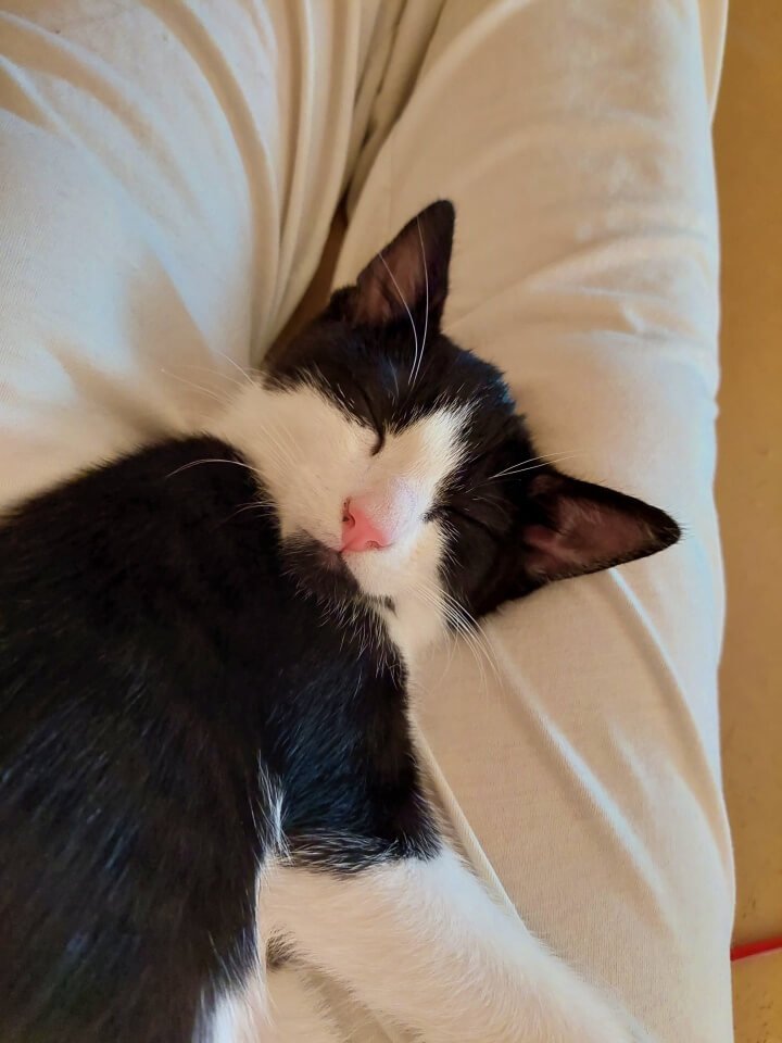 KeeK op de WeeK 43- Corona, Griep, Dierenarts en Stylisten aan het Werk voor een Nieuw Interieur! 14 KeeK op de WeeK 43- Corona, Griep, Dierenarts en Stylisten aan het Werk voor een Nieuw Interieur! 13 corona KeeK op de WeeK 43- Corona, Griep, Dierenarts en Stylisten aan het Werk voor een Nieuw Interieur!