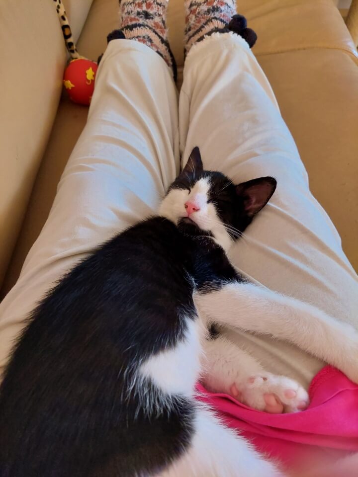 KeeK op de WeeK 43- Corona, Griep, Dierenarts en Stylisten aan het Werk voor een Nieuw Interieur! 12 KeeK op de WeeK 43- Corona, Griep, Dierenarts en Stylisten aan het Werk voor een Nieuw Interieur! 11 corona KeeK op de WeeK 43- Corona, Griep, Dierenarts en Stylisten aan het Werk voor een Nieuw Interieur!