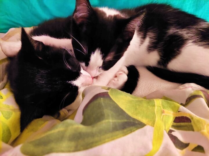 KeeK op de WeeK 43- Corona, Griep, Dierenarts en Stylisten aan het Werk voor een Nieuw Interieur! 44 KeeK op de WeeK 43- Corona, Griep, Dierenarts en Stylisten aan het Werk voor een Nieuw Interieur! 43 corona KeeK op de WeeK 43- Corona, Griep, Dierenarts en Stylisten aan het Werk voor een Nieuw Interieur!