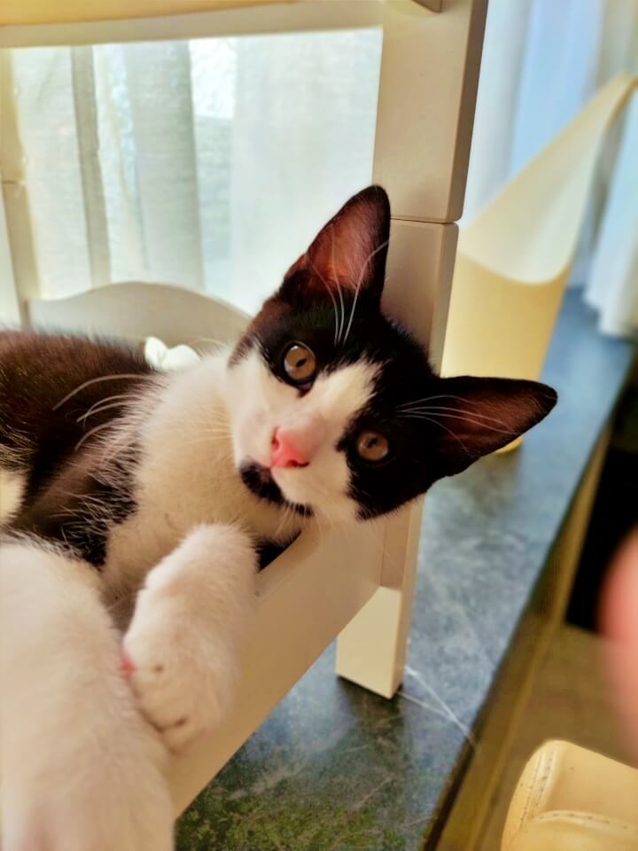 KeeK op de WeeK 43- Corona, Griep, Dierenarts en Stylisten aan het Werk voor een Nieuw Interieur! 48 KeeK op de WeeK 43- Corona, Griep, Dierenarts en Stylisten aan het Werk voor een Nieuw Interieur! 47 corona KeeK op de WeeK 43- Corona, Griep, Dierenarts en Stylisten aan het Werk voor een Nieuw Interieur!