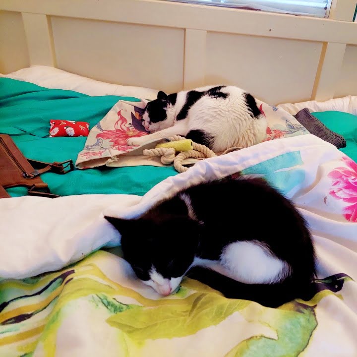 KeeK op de WeeK 43- Corona, Griep, Dierenarts en Stylisten aan het Werk voor een Nieuw Interieur! 56 KeeK op de WeeK 43- Corona, Griep, Dierenarts en Stylisten aan het Werk voor een Nieuw Interieur! 55 corona KeeK op de WeeK 43- Corona, Griep, Dierenarts en Stylisten aan het Werk voor een Nieuw Interieur!