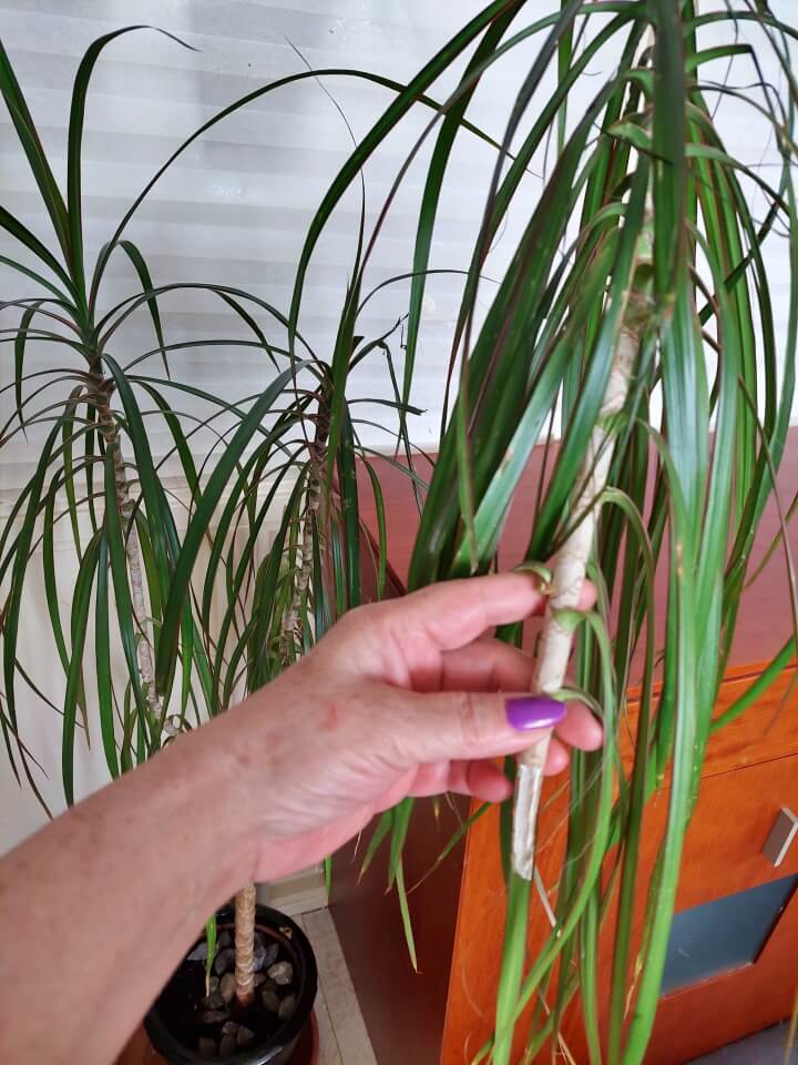 KeeK op de WeeK 43- Corona, Griep, Dierenarts en Stylisten aan het Werk voor een Nieuw Interieur! 20 KeeK op de WeeK 43- Corona, Griep, Dierenarts en Stylisten aan het Werk voor een Nieuw Interieur! 19 corona KeeK op de WeeK 43- Corona, Griep, Dierenarts en Stylisten aan het Werk voor een Nieuw Interieur!