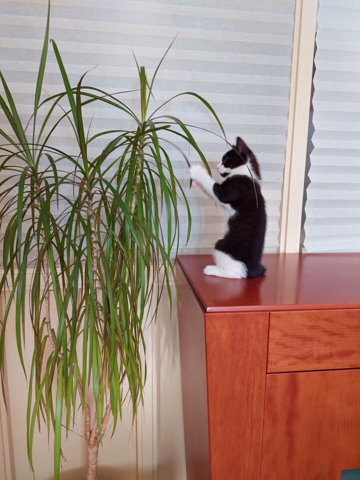 KeeK op de WeeK 43- Corona, Griep, Dierenarts en Stylisten aan het Werk voor een Nieuw Interieur! 16 KeeK op de WeeK 43- Corona, Griep, Dierenarts en Stylisten aan het Werk voor een Nieuw Interieur! 15 corona KeeK op de WeeK 43- Corona, Griep, Dierenarts en Stylisten aan het Werk voor een Nieuw Interieur!