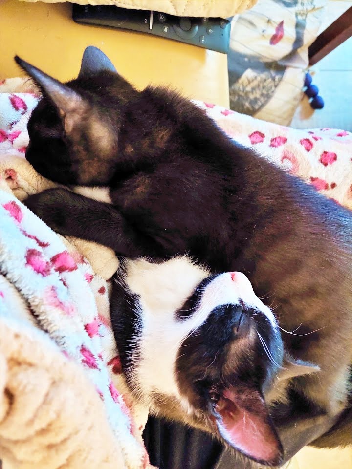 KeeK op de WeeK 43- Corona, Griep, Dierenarts en Stylisten aan het Werk voor een Nieuw Interieur! 6 KeeK op de WeeK 43- Corona, Griep, Dierenarts en Stylisten aan het Werk voor een Nieuw Interieur! 5 corona KeeK op de WeeK 43- Corona, Griep, Dierenarts en Stylisten aan het Werk voor een Nieuw Interieur!