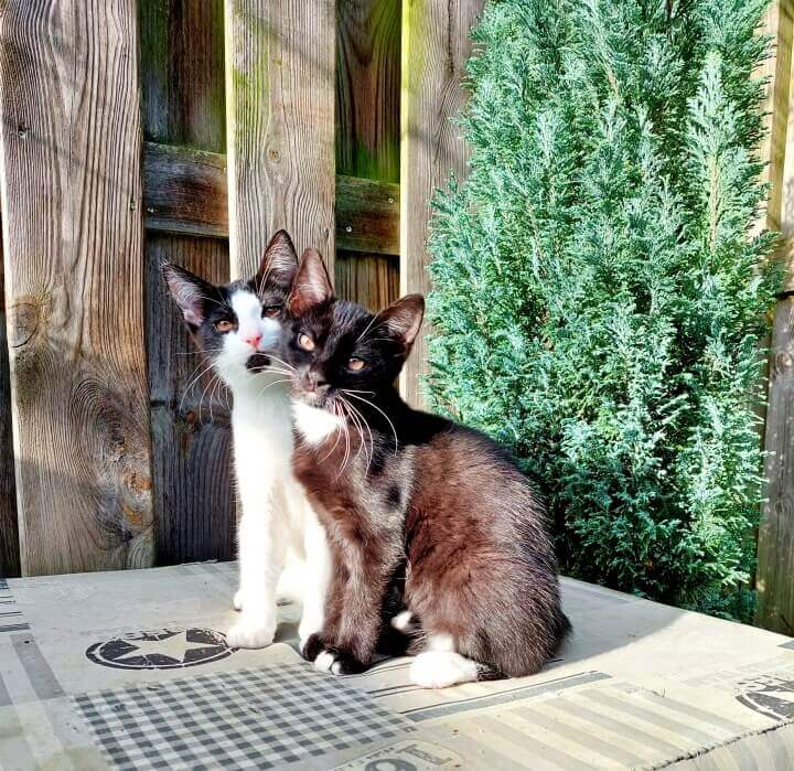 KeeK op de WeeK 45- Karppi, Kool & Kittens naar Buiten! 26 KeeK op de WeeK 45- Karppi, Kool & Kittens naar Buiten! 25 keek op de week KeeK op de WeeK 45- Karppi, Kool & Kittens naar Buiten!