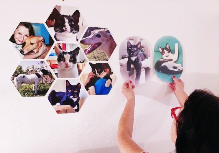 Mijn Kittens op een Muurovaal, hoe leuk is dat? 9 Mijn Kittens op een Muurovaal, hoe leuk is dat?