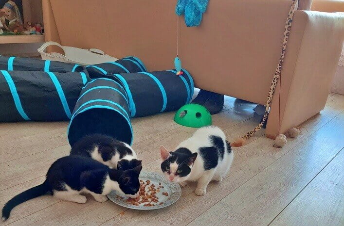 KeeK op de WeeK 45- Karppi, Kool & Kittens naar Buiten! 40 KeeK op de WeeK 45- Karppi, Kool & Kittens naar Buiten! 39 keek op de week KeeK op de WeeK 45- Karppi, Kool & Kittens naar Buiten!