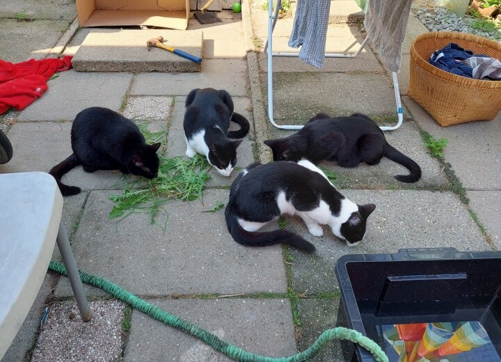 KeeK op de WeeK 38- Vervelen, Ramen Lappen, Papadag en Gras Eten... 16 KeeK op de WeeK 38- Vervelen, Ramen Lappen, Papadag en Gras Eten... 15 ramen lappen KeeK op de WeeK 38- Vervelen, Ramen Lappen, Papadag en Gras Eten...