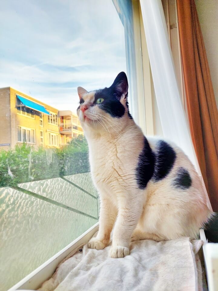 KeeK op de WeeK 38- Vervelen, Ramen Lappen, Papadag en Gras Eten... 8 KeeK op de WeeK 38- Vervelen, Ramen Lappen, Papadag en Gras Eten... 7 ramen lappen KeeK op de WeeK 38- Vervelen, Ramen Lappen, Papadag en Gras Eten...