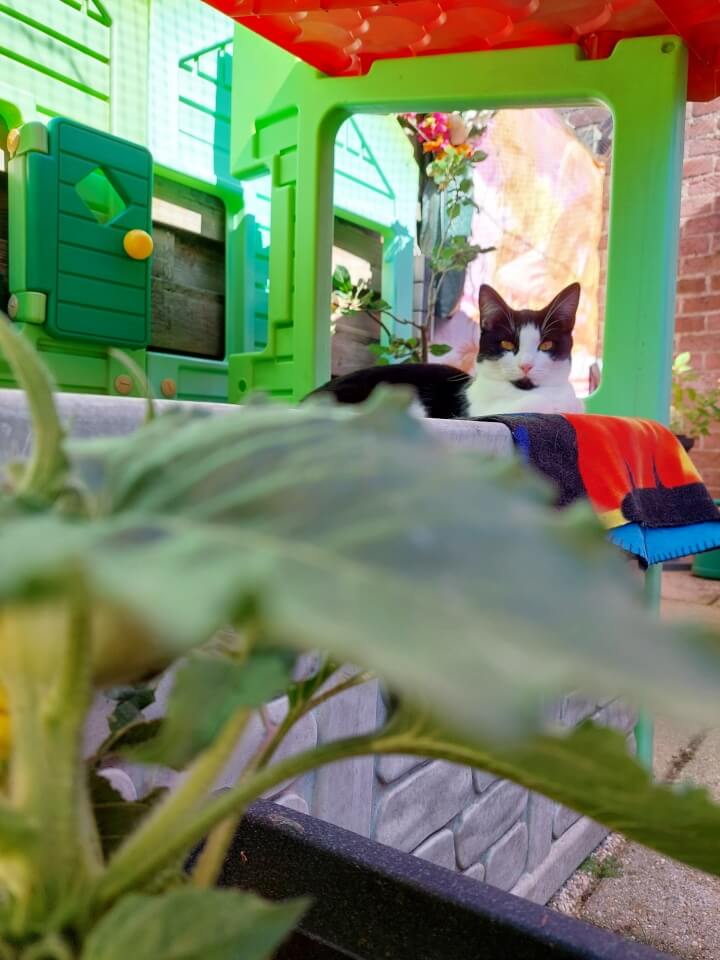 KeeK op de WeeK 38- Vervelen, Ramen Lappen, Papadag en Gras Eten... 12 KeeK op de WeeK 38- Vervelen, Ramen Lappen, Papadag en Gras Eten... 11 ramen lappen KeeK op de WeeK 38- Vervelen, Ramen Lappen, Papadag en Gras Eten...