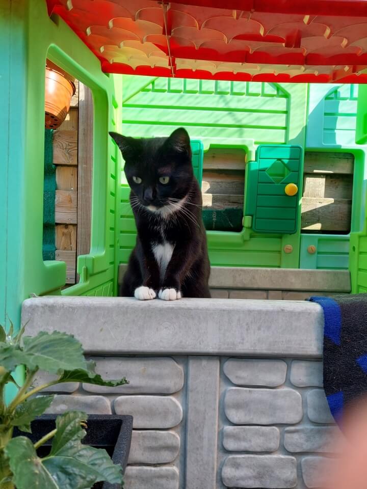 KeeK op de WeeK 38- Vervelen, Ramen Lappen, Papadag en Gras Eten... 10 KeeK op de WeeK 38- Vervelen, Ramen Lappen, Papadag en Gras Eten... 9 ramen lappen KeeK op de WeeK 38- Vervelen, Ramen Lappen, Papadag en Gras Eten...