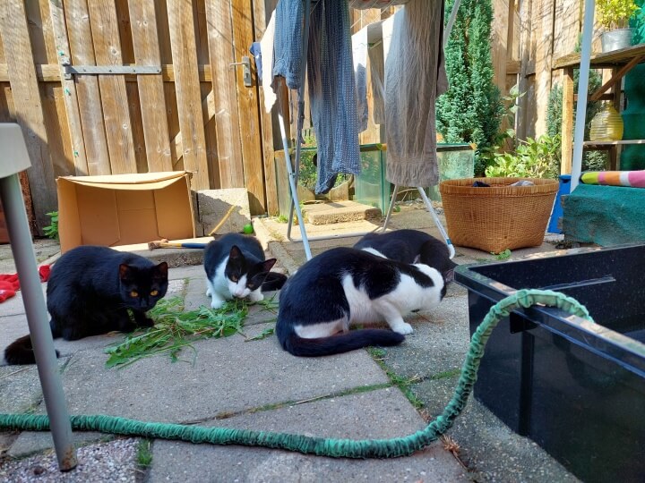 KeeK op de WeeK 38- Vervelen, Ramen Lappen, Papadag en Gras Eten... 14 KeeK op de WeeK 38- Vervelen, Ramen Lappen, Papadag en Gras Eten... 13 ramen lappen KeeK op de WeeK 38- Vervelen, Ramen Lappen, Papadag en Gras Eten...